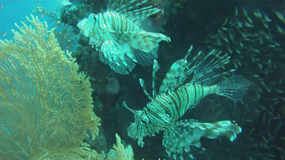 Poissons scorpions à Hurghada 2013 avec www.bellevueplongee.com